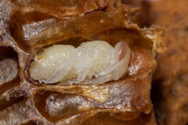 Honey bee white maggot lying in cell