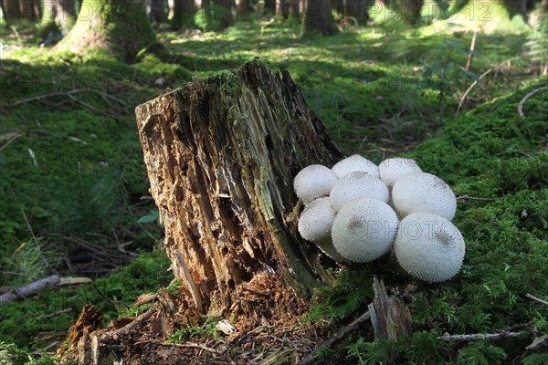 Mushrooms