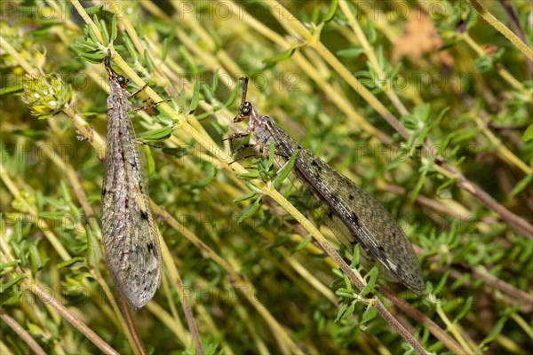 Spotted damselfly two animals with closed wings hanging on green stalks next to each other different vision