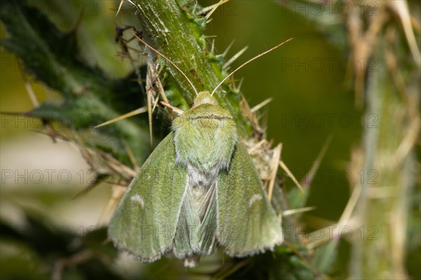 Green owl butterfly with closed wings hanging on green stalk from behind