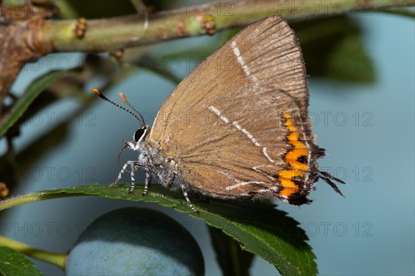 Elm Lacewing Butterfly with closed wings sitting on green leaf with blue berry looking left against blue sky