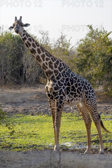 Rhodesian giraffe