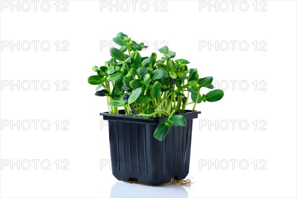Fresh microgreens. Sprouts of sunflower isolated on white background
