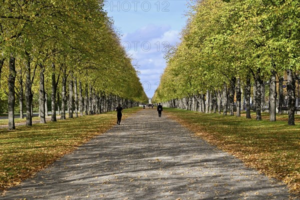 Deciduous trees of the Herrenhaeuser Allee in the Georgengarten