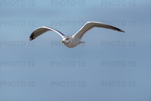 Seagull in flight