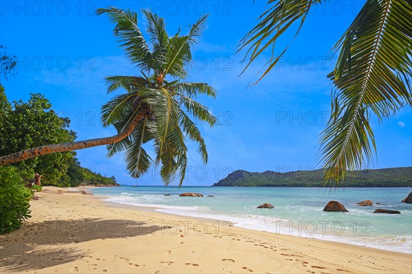 Beach and palm trees at Anse Boudin