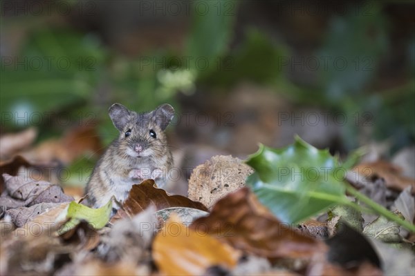 Bank vole