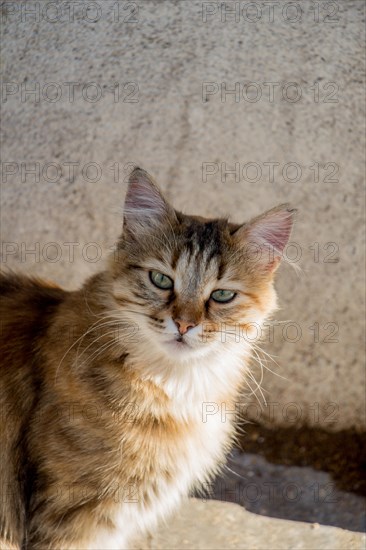 Stray cat seen in the street of the city