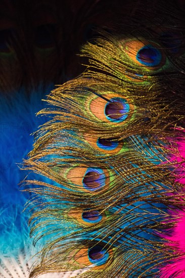 Beautiful bird feathers for decorative purposes