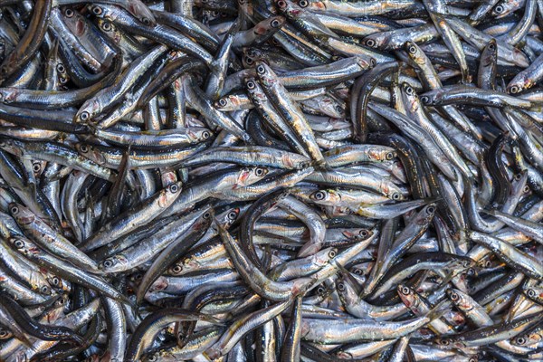 Raw fish at a stall