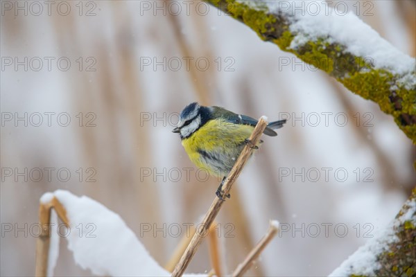 Blue tit