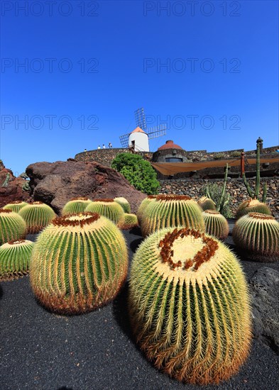 Golden barrel cactus