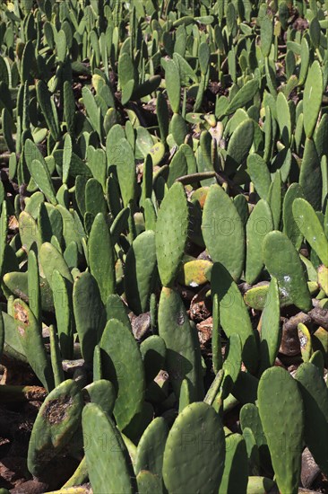 (Opuntia) plantations for the breeding of the cochineal scale insect, near Guatiza, Lanzarote, Canary Islands, Spain, Europe