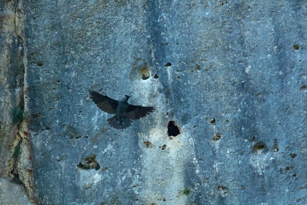 Jackdaw seeing two birds sitting and flying differently in rock face