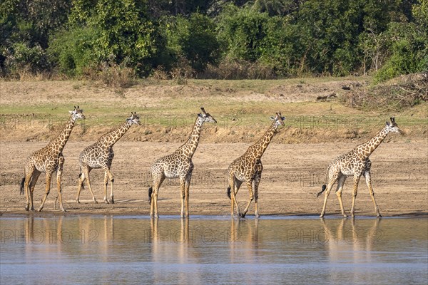 Rhodesian giraffe