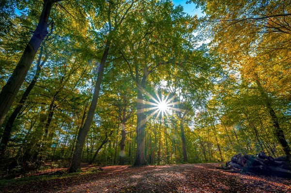 A sun star in the colourful deciduous forest in autumn
