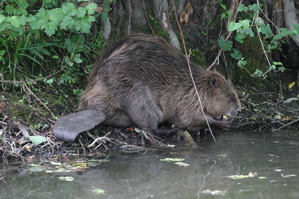 European beaver