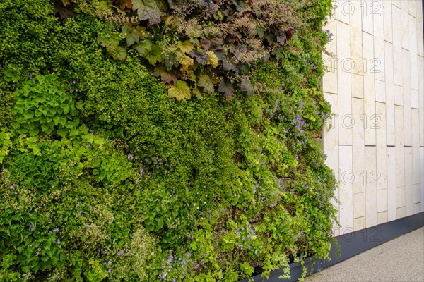 Living green walls