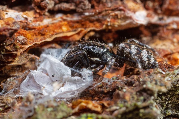 Jumping spider