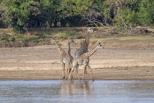 Rhodesian giraffe