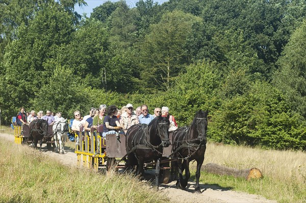 Carriage rides in the Lueneburg Heath