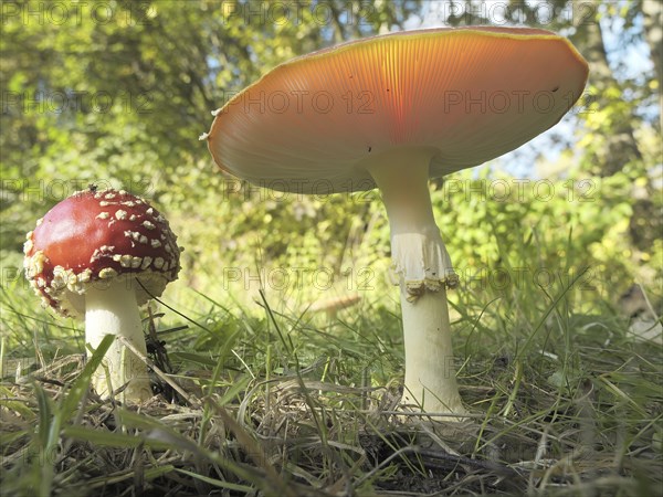 Fly agarics