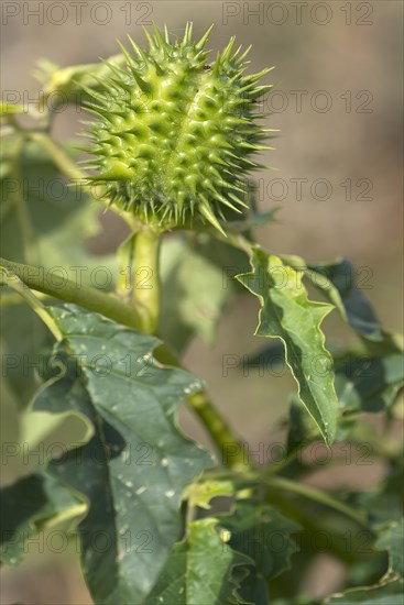 Jimson weed