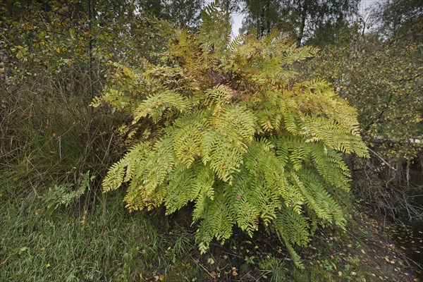 Royal fern