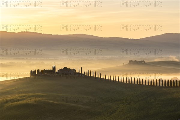 Poggio Covili estate with cypress