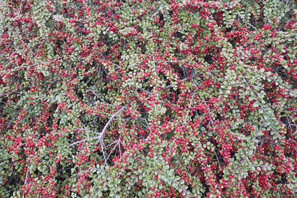 Rockspray cotoneaster