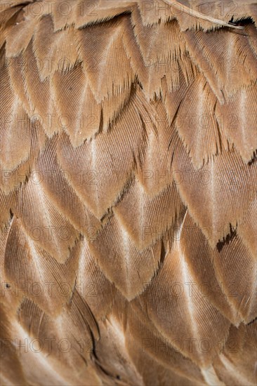 Beautiful bird feathers for decorative purposes