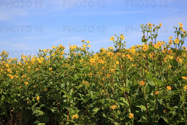 Cup plant