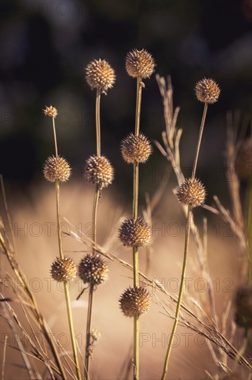 Lions ear seeds