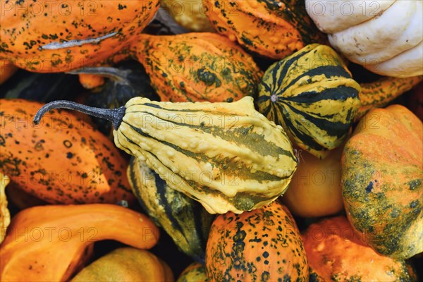 Small yellow ornamental gourd with stripes and warts in pile of pumpkins