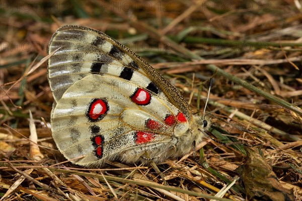 Apollo butterfly with closed wings sitting on ground between stalks looking right