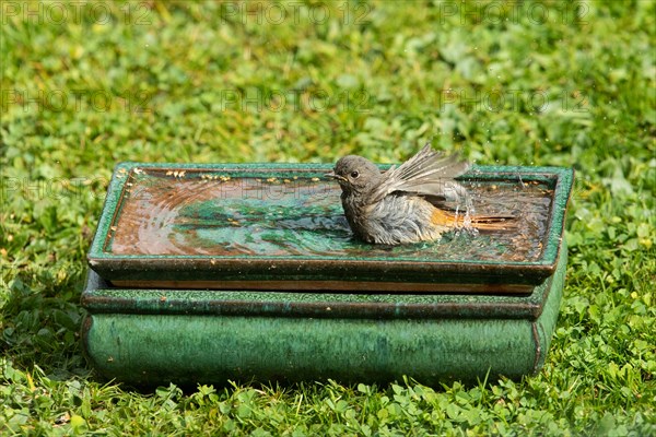 House Redstart with open wings standing in table with water in green grass looking left