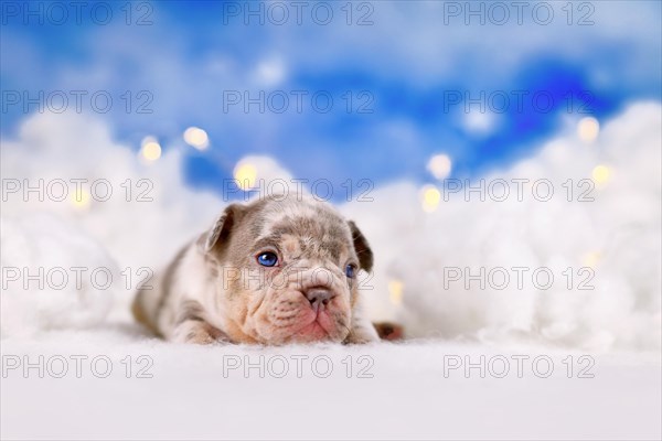 Merle French Bulldog dog puppy between fluffy clouds