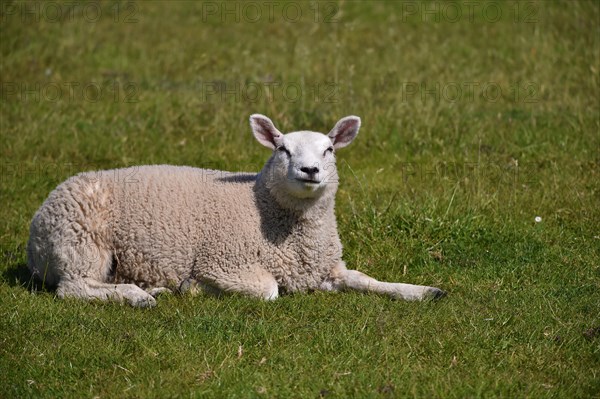 Domestic sheep