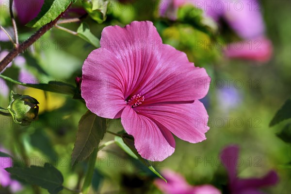 Flowering mallow