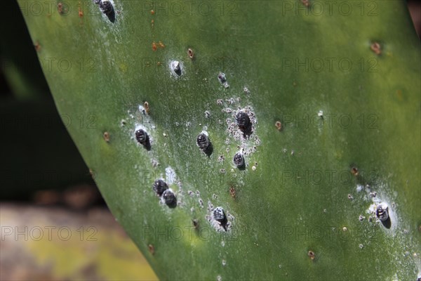 (Opuntia) plantations for the breeding of the cochineal scale insect, near Guatiza, Lanzarote, Canary Islands, Spain, Europe