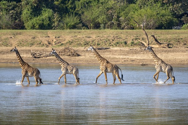 Rhodesian giraffe