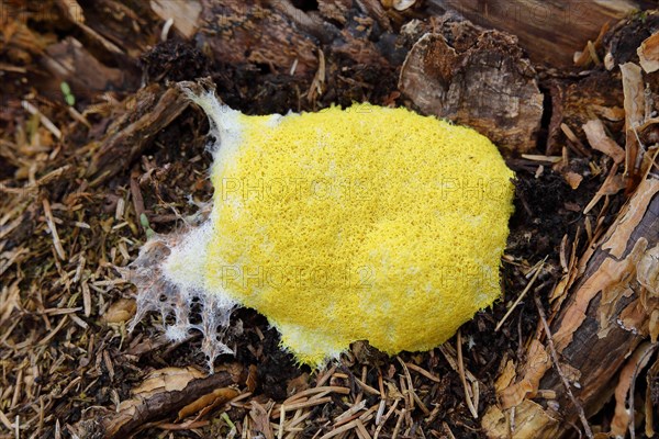 Dog vomit slime mold