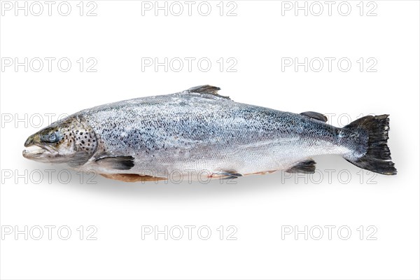 Whole raw unpeeled salmon isolated on white