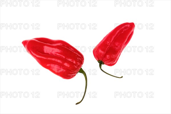 Fresh habanero pepper isolated on white background