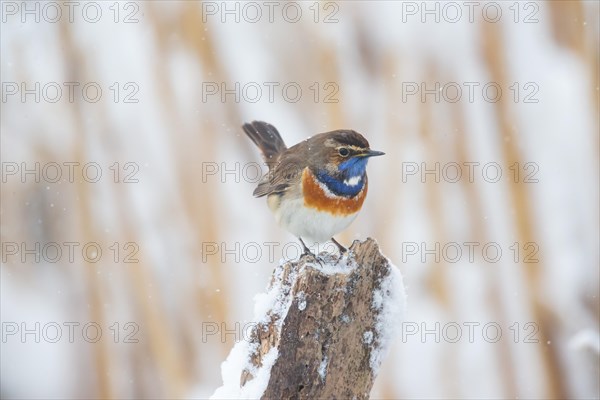 White-spotted bluethroat