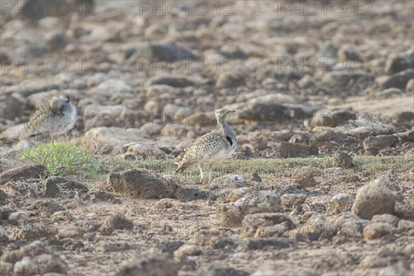 Rare cantilever bustard