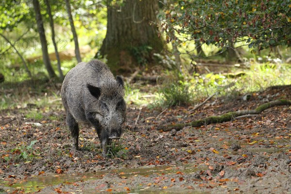 Wild boar