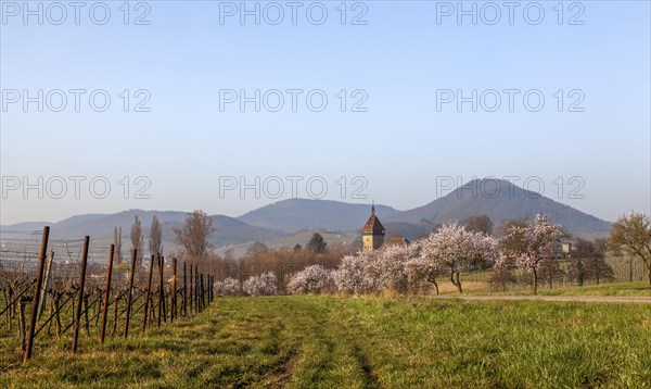 Almond tree