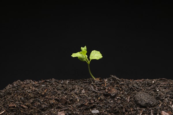 Still life growing seedling. Resolution and high quality beautiful photo