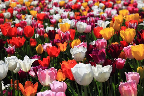 Many colourful tulips in one area